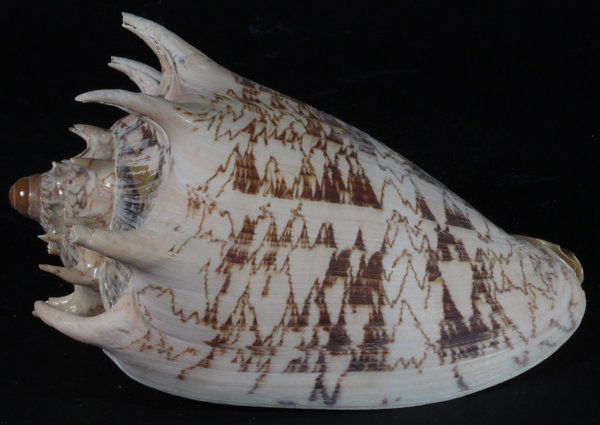 Scarce Collectible Voluta Imperialis Shell (1 of 3)