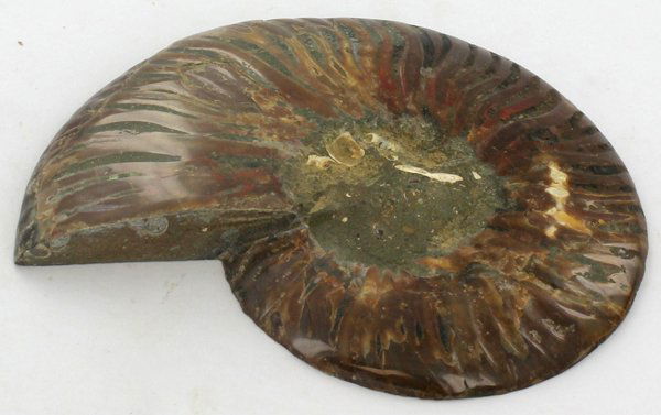 1415ct Scarce Large Opalized Ammonite Cut Half (1 of 2)