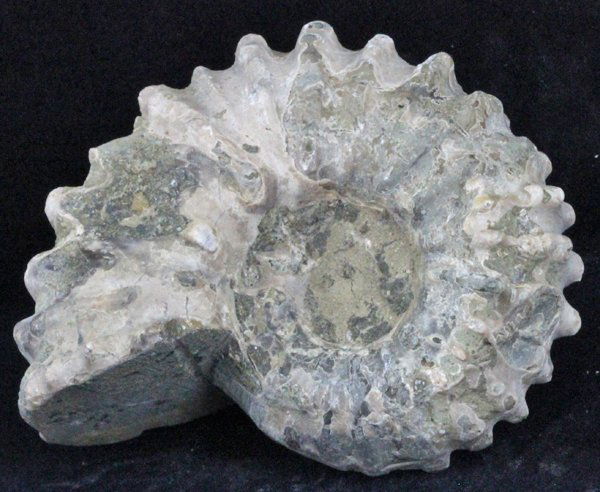 580ct Natural Untreated Fossilized Ammonite (1 of 1)