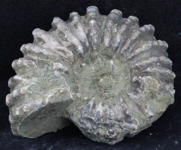 505ct Natural Untreated Fossilized Ammonite (1 of 1)