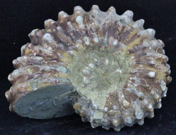 800ct Natural Untreated Fossilized Ammonite (1 of 1)