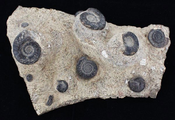 652g Polished Ammonite Fossil Cluster (1 of 1)