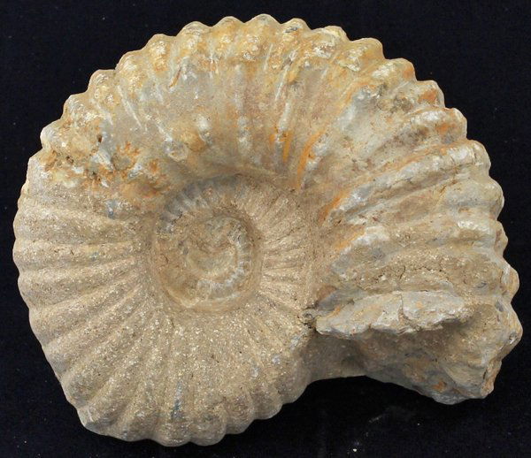 3625ct Natural Untreated Fossilized Ammonite (1 of 2)