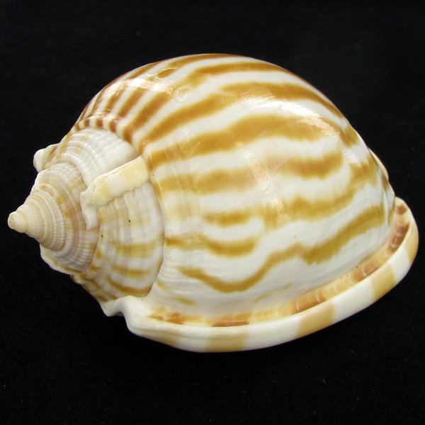 Scarce Collectible Cassis Strigatum Shell (1 of 2)