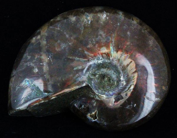 200ct Scarce Large Opalized Ammonite Fully Intact (1 of 1)