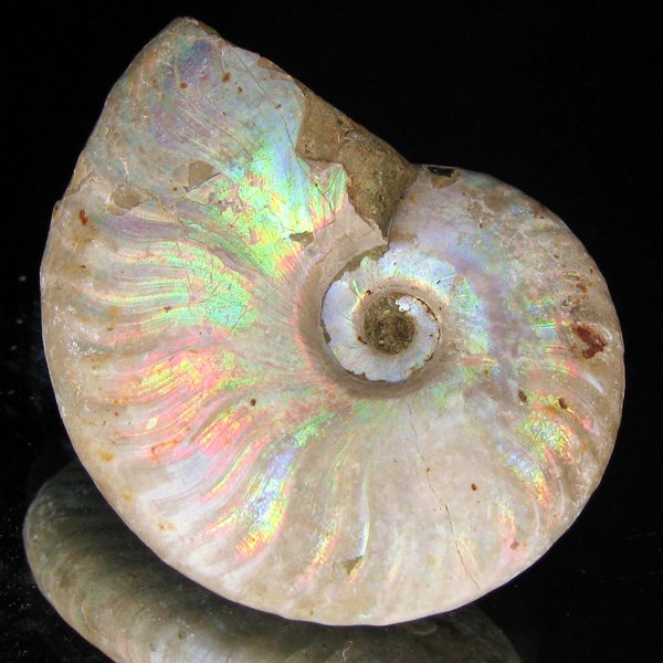 85ct Opalized Ammonite Full Uncut (1 of 2)