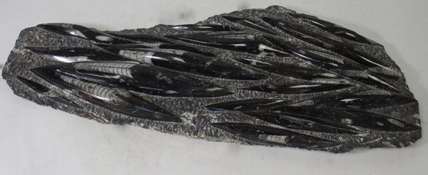 8409g Huge Polished Orthoceras Fossil (1 of 1)