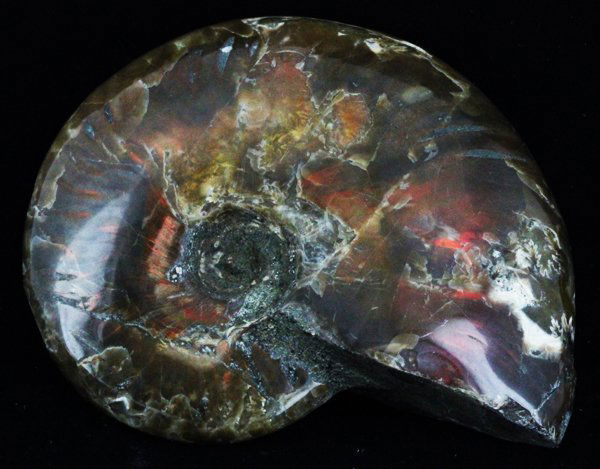 600ct Scarce Large Opalized Ammonite Fully Intact (1 of 1)