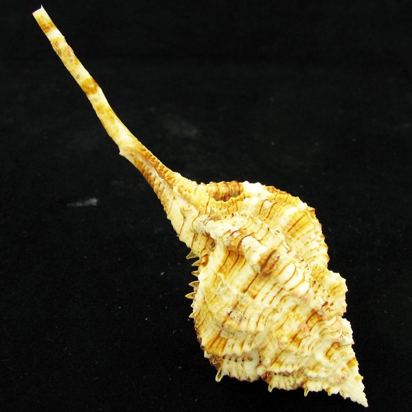 Scarce Collectible Murex Hirasei Shell (1 of 2)