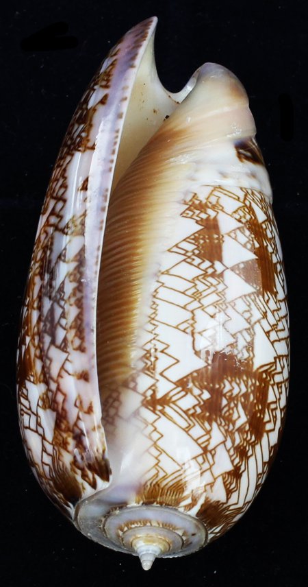 Scarce Collectible Oliva Porphyria Shell (1 of 1)