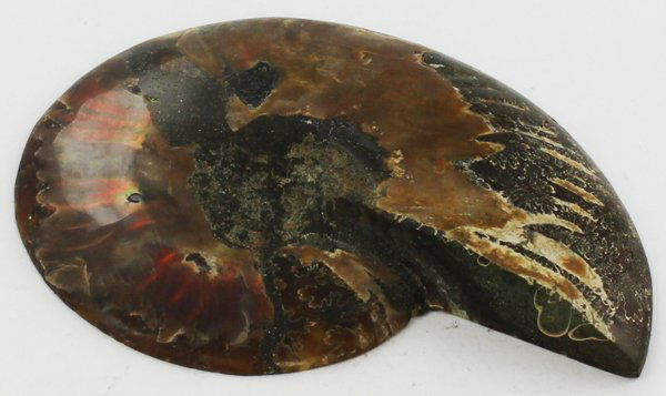 795ct Scarce Large Opalized Ammonite Cut Half (1 of 2)