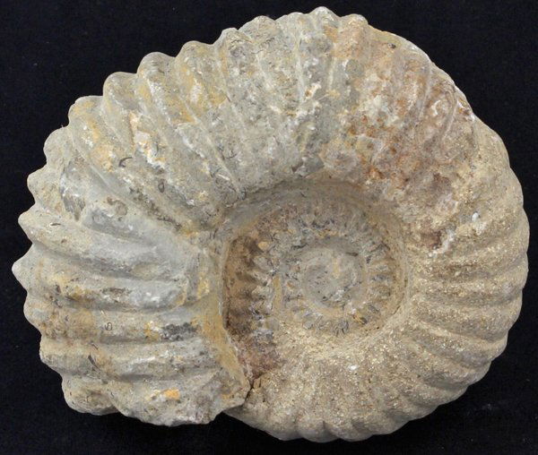 3480ct Natural Untreated Fossilized Ammonite (1 of 2)