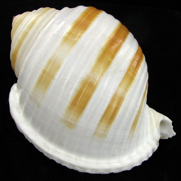 Scarce Collectible Tonna Sulcosa Shell (1 of 2)
