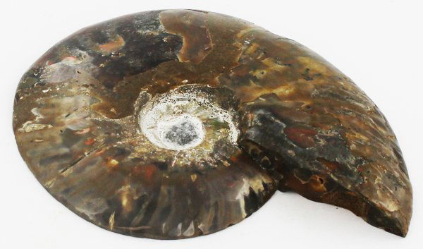 985ct Scarce Large Opalized Ammonite Cut Half (1 of 2)