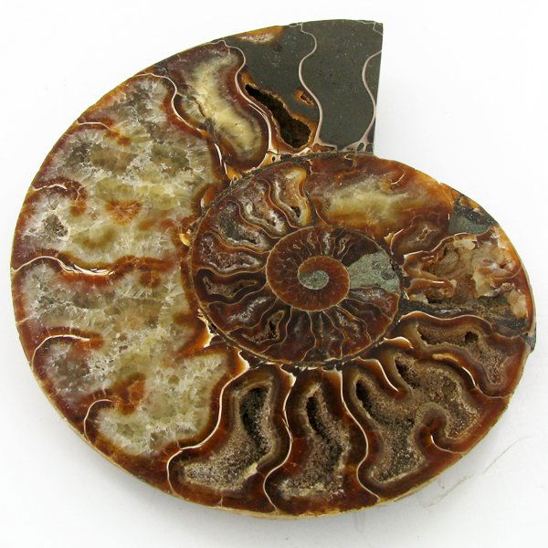 1600ct Opalized Crystalized Lg Ammonite Cut Half (1 of 2)