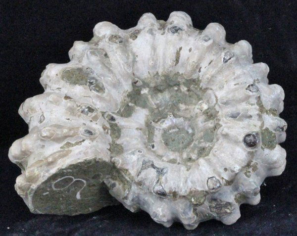 425ct Natural Untreated Fossilized Ammonite (1 of 1)