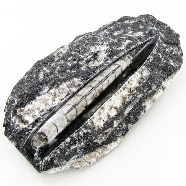 2630ct Orthoceras Fossil Cluster (1 of 1)