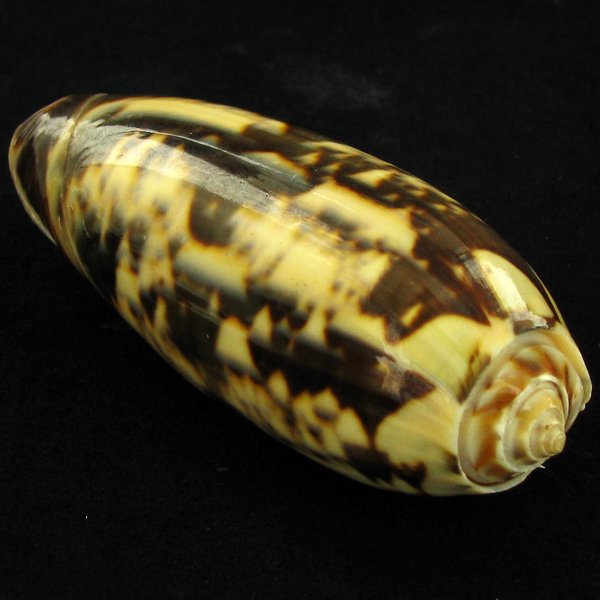 Scarce Collectible Oliva Miniacea Shell (1 of 2)
