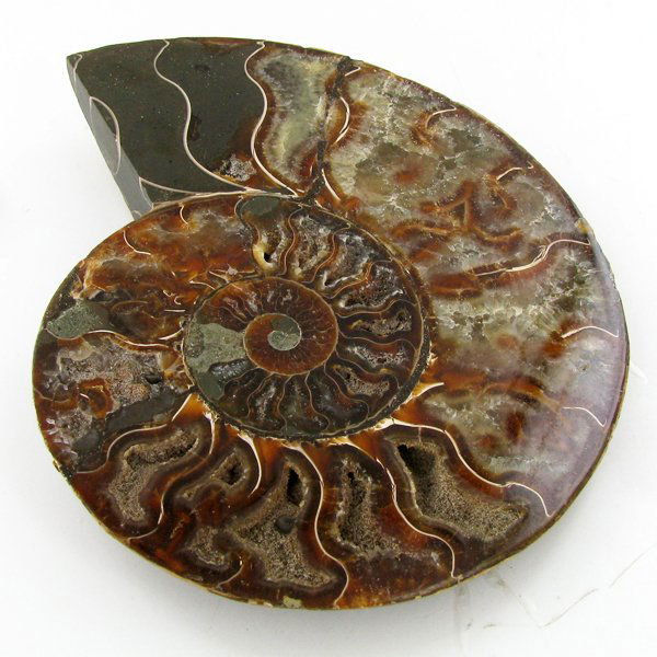 1910ct Opalized Crystalized Lg Ammonite Cut Half (1 of 2)