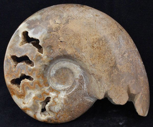2795ct Natural Polished Fossilized Ammonite (1 of 2)