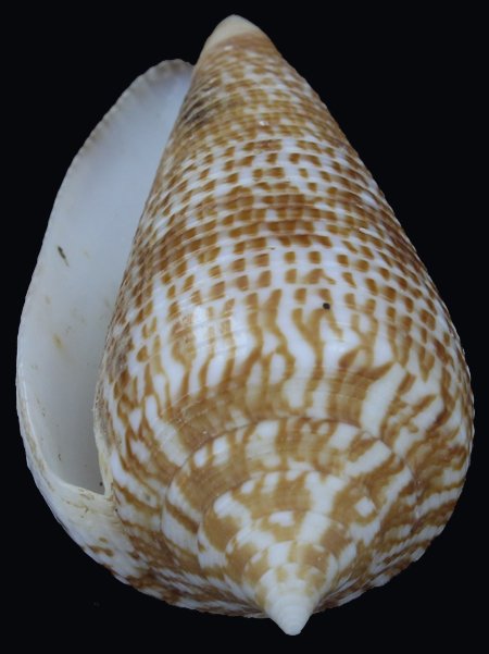 Scarce Collectible Conus Armandillo Shell (1 of 1)