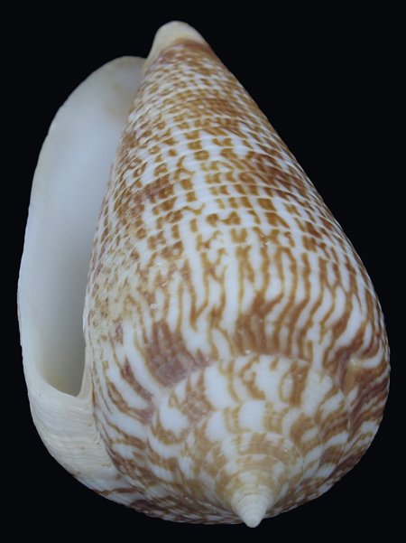 Scarce Collectible Conus Armandillo Shell (1 of 1)