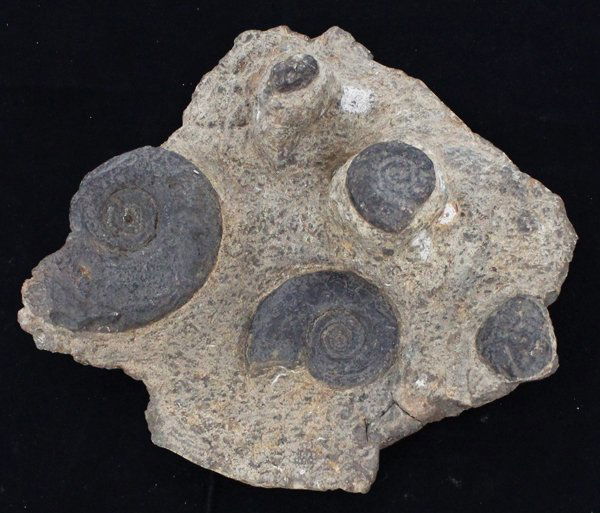 399g Polished Ammonite Fossil Cluster (1 of 1)