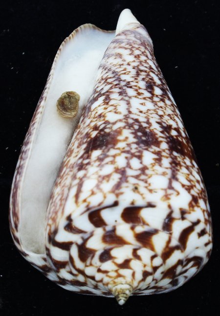Scarce Collectible Conus Amasi Shell (1 of 1)
