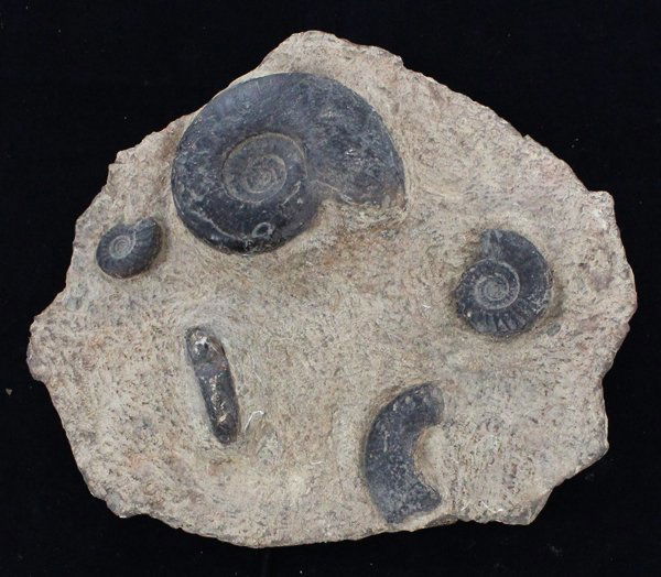 451g Polished Ammonite Fossil Cluster (1 of 1)