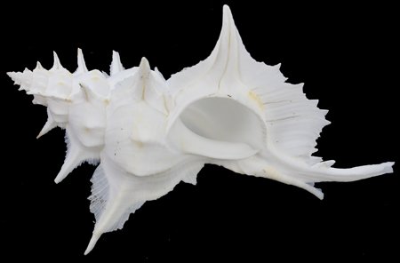 Scarce Collectible Murex Alabaster Shell (1 of 2)