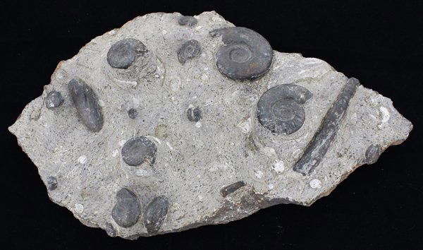 1112g Polished Ammonite Fossil Cluster (1 of 1)