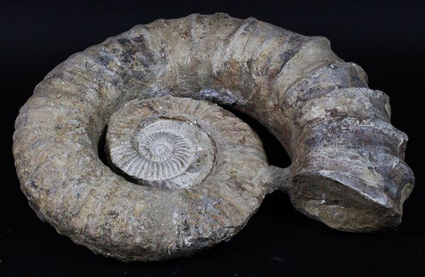 11500g Huge Ammonite Fossil (1 of 1)