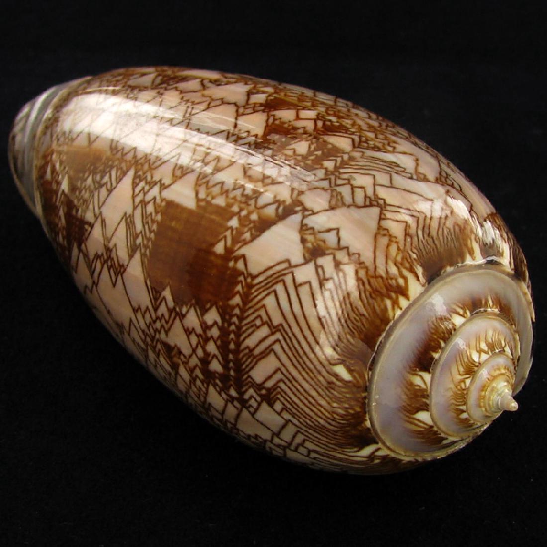 Scarce Collectible Oliva Porphyria Shell (1 of 2)