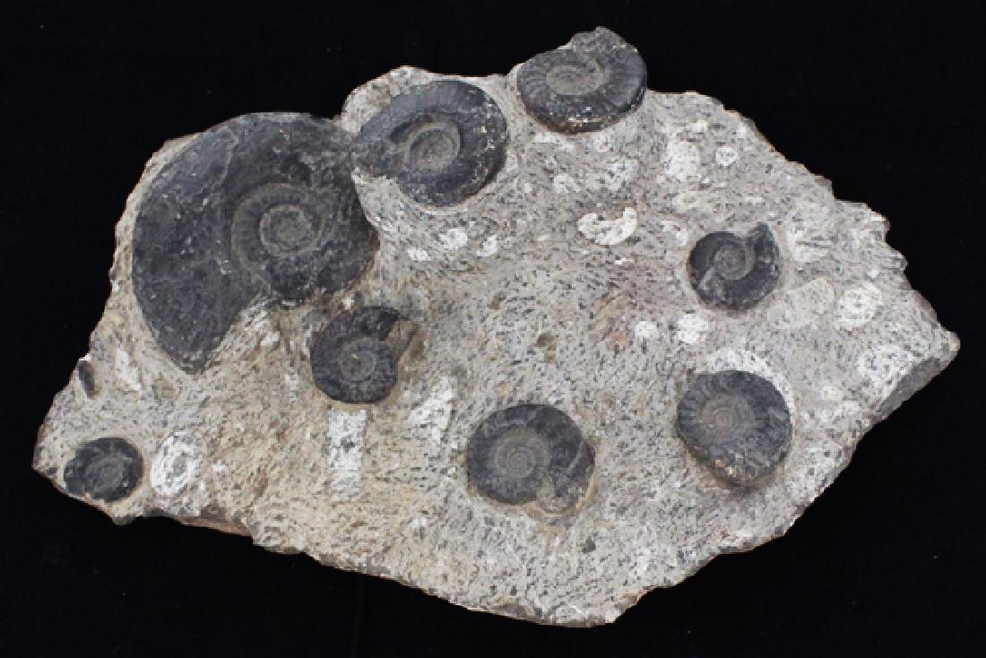 576g Polished Ammonite Fossil Cluster (1 of 1)