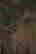 item-120997168=4