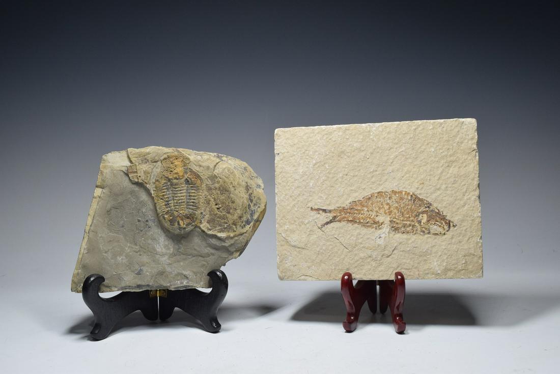 Two Fossil Flake (1 of 9)