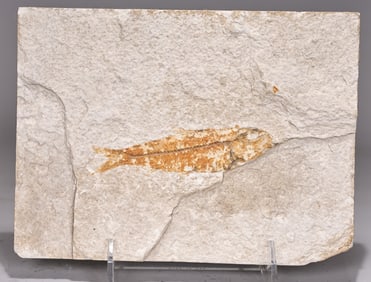 Natural Fish Fossil Stone Plate