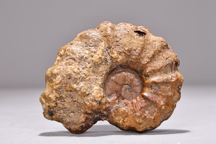 Natural Ammonite Fossil Mantelliceras