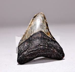 Genuine Megalodon Shark Tooth Fossil