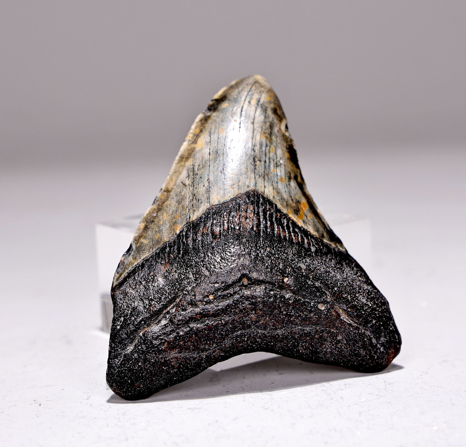 Genuine Megalodon Shark Tooth Fossil: Genuine Megalodon Shark Tooth Fossil (7 x 7.5 x 1 cm)