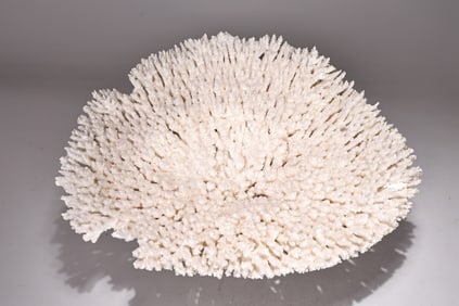 Large Fuzzy Table Coral Specimen With Stand