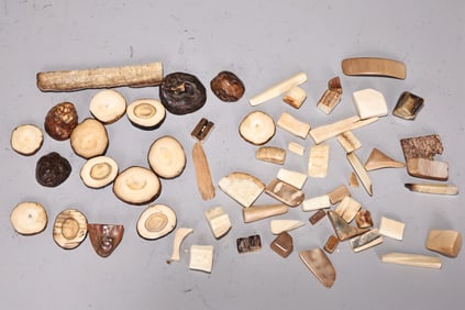 Group of Bone Fossil Pieces