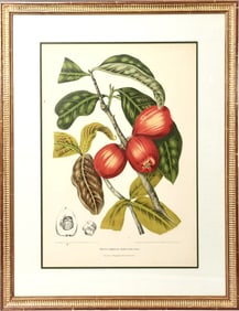 Vintage Fructus Jambosae Domesticae Rumph Malaysian Apple Prints Framed