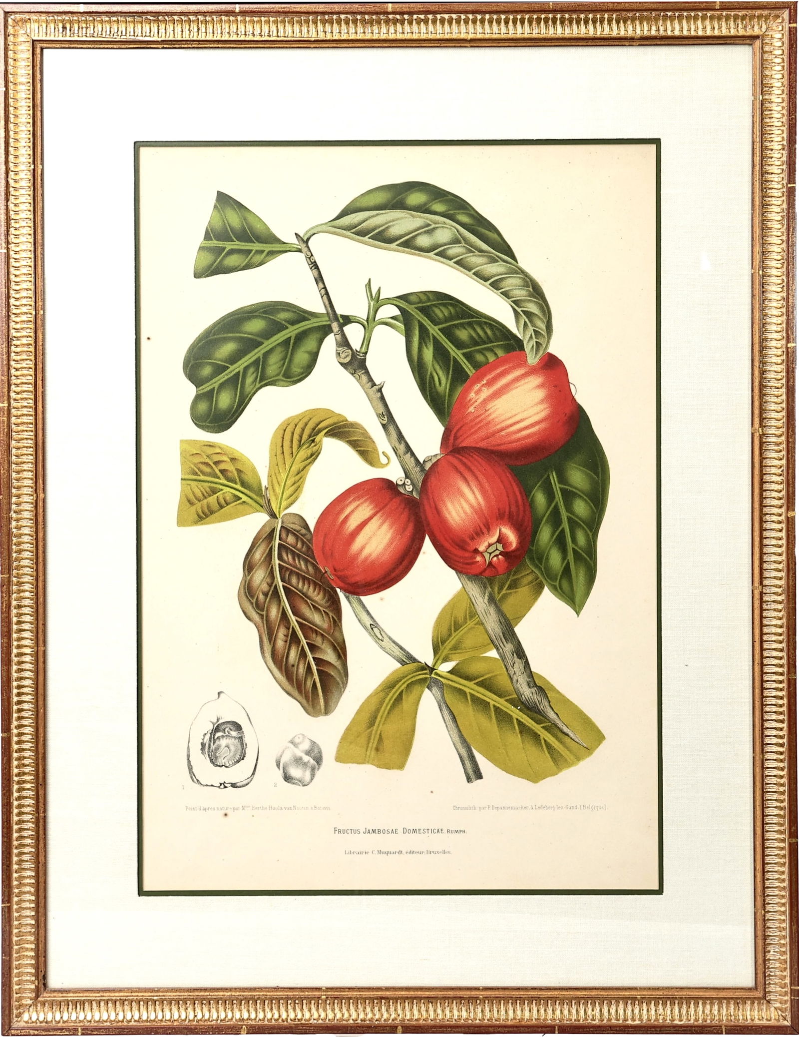 Vintage Fructus Jambosae Domesticae Rumph Malaysian Apple Prints Framed (1 of 6)