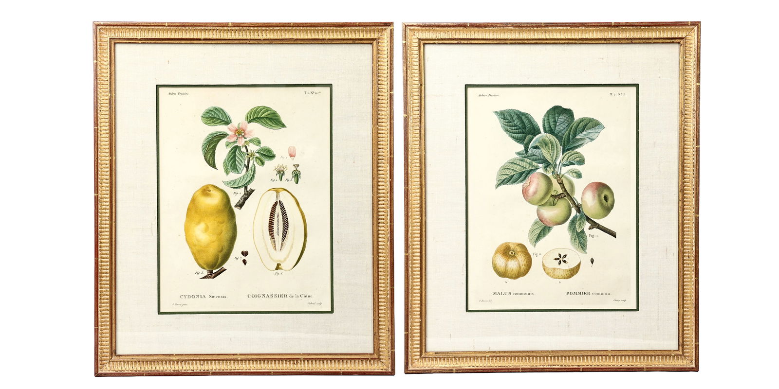 Two Vintage Botanical Fruit Stem Illustration Framed (1 of 8)