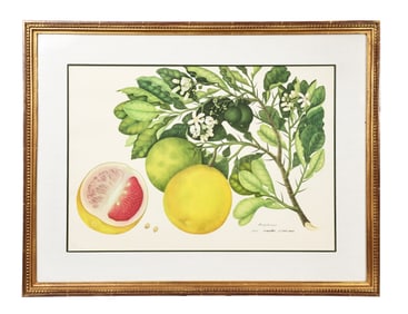 Large Vintage Pamplemousse Grapefruit Botanical Illustration 1842 Framed
