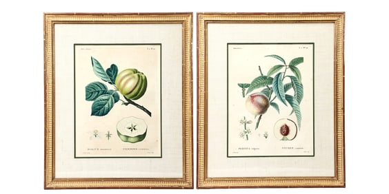 Two Vintage Botanical Fruit Stem Illustration Framed