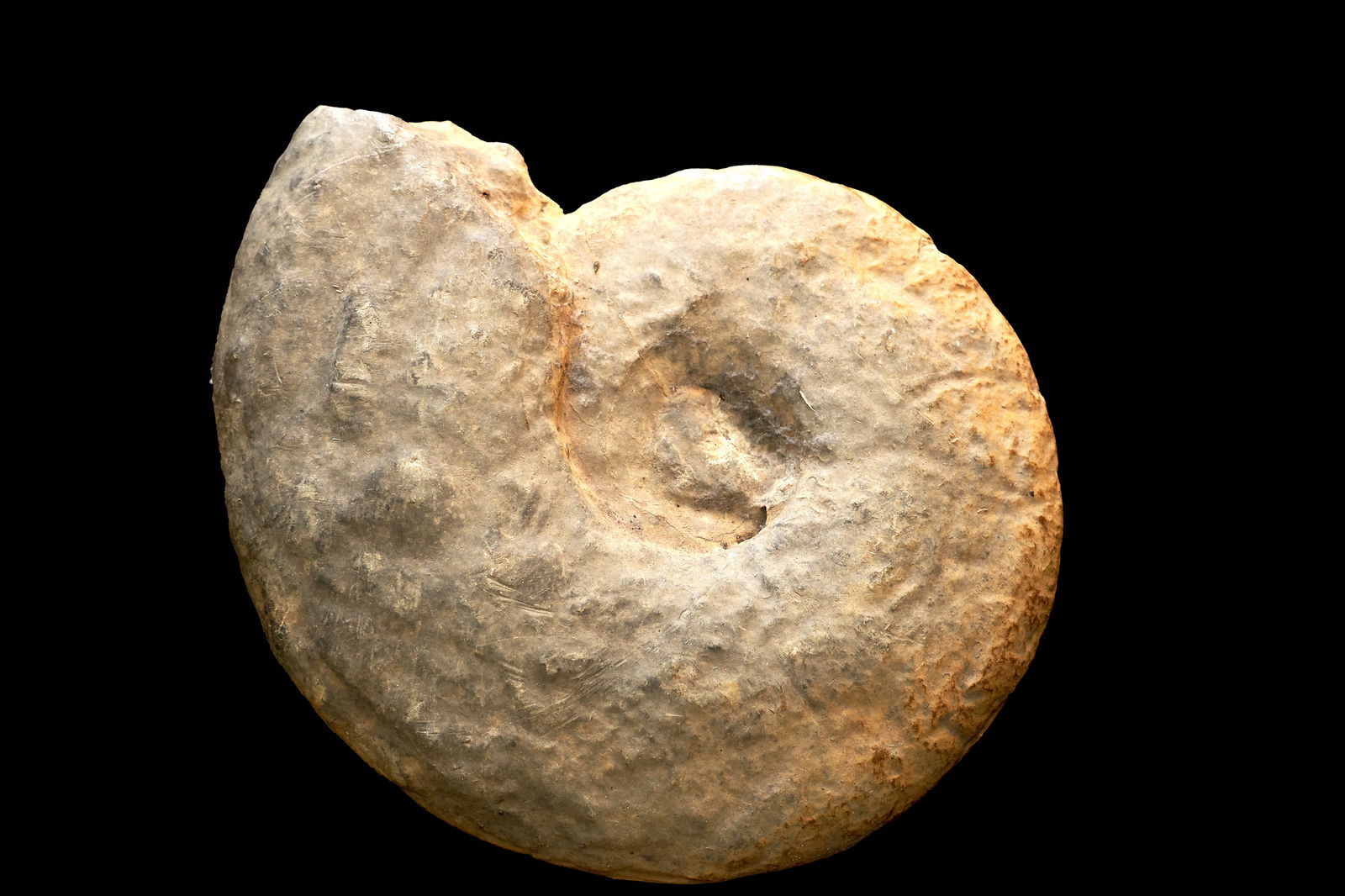 Large Rare Natural Fossilized Ammonite (1 of 6)