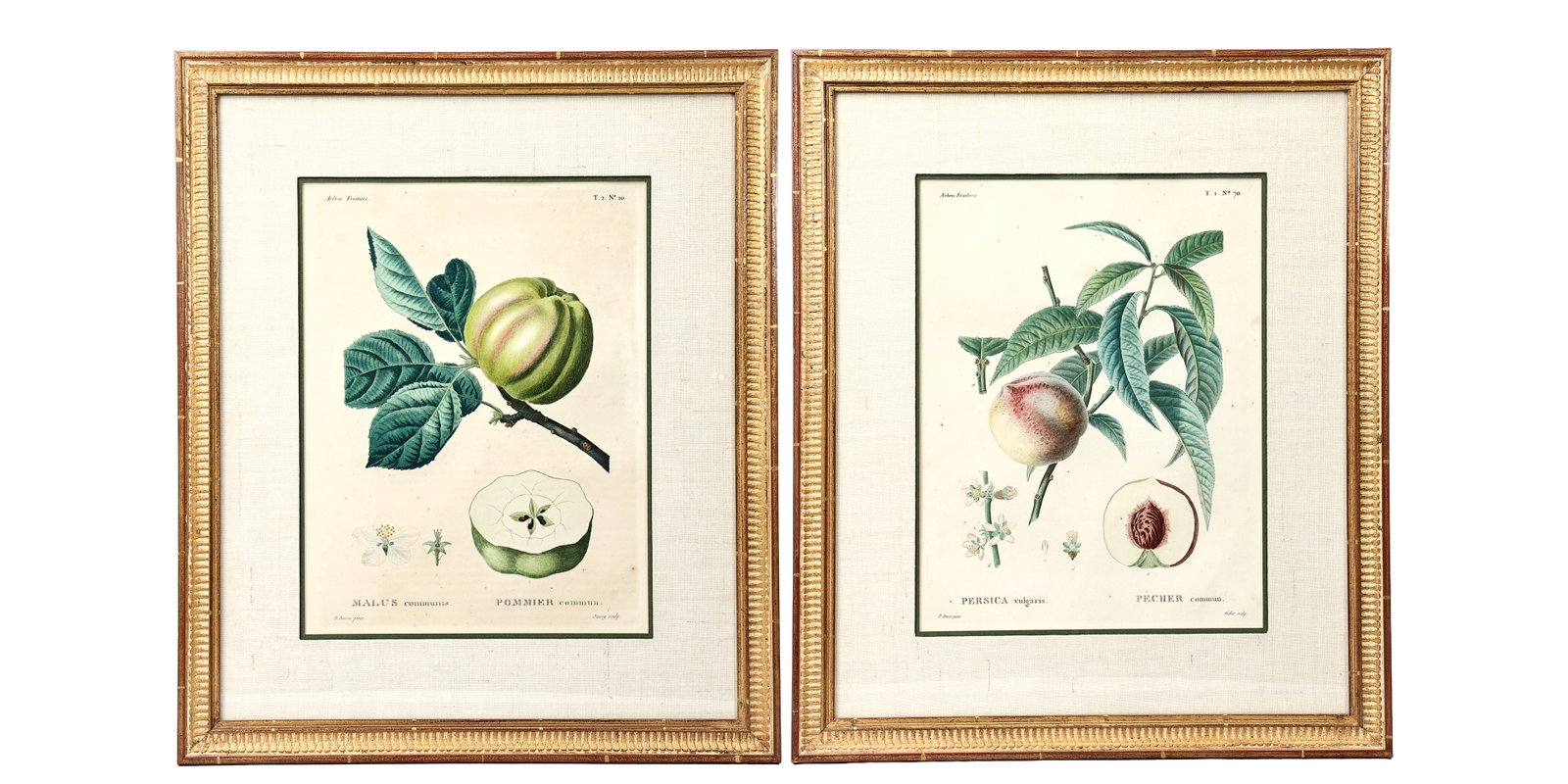 Two Vintage Botanical Fruit Stem Illustration Framed: Two Vintage Botanical Fruit Stem Illustration Framed (41.5 x 49 x 2 cm with frame each)