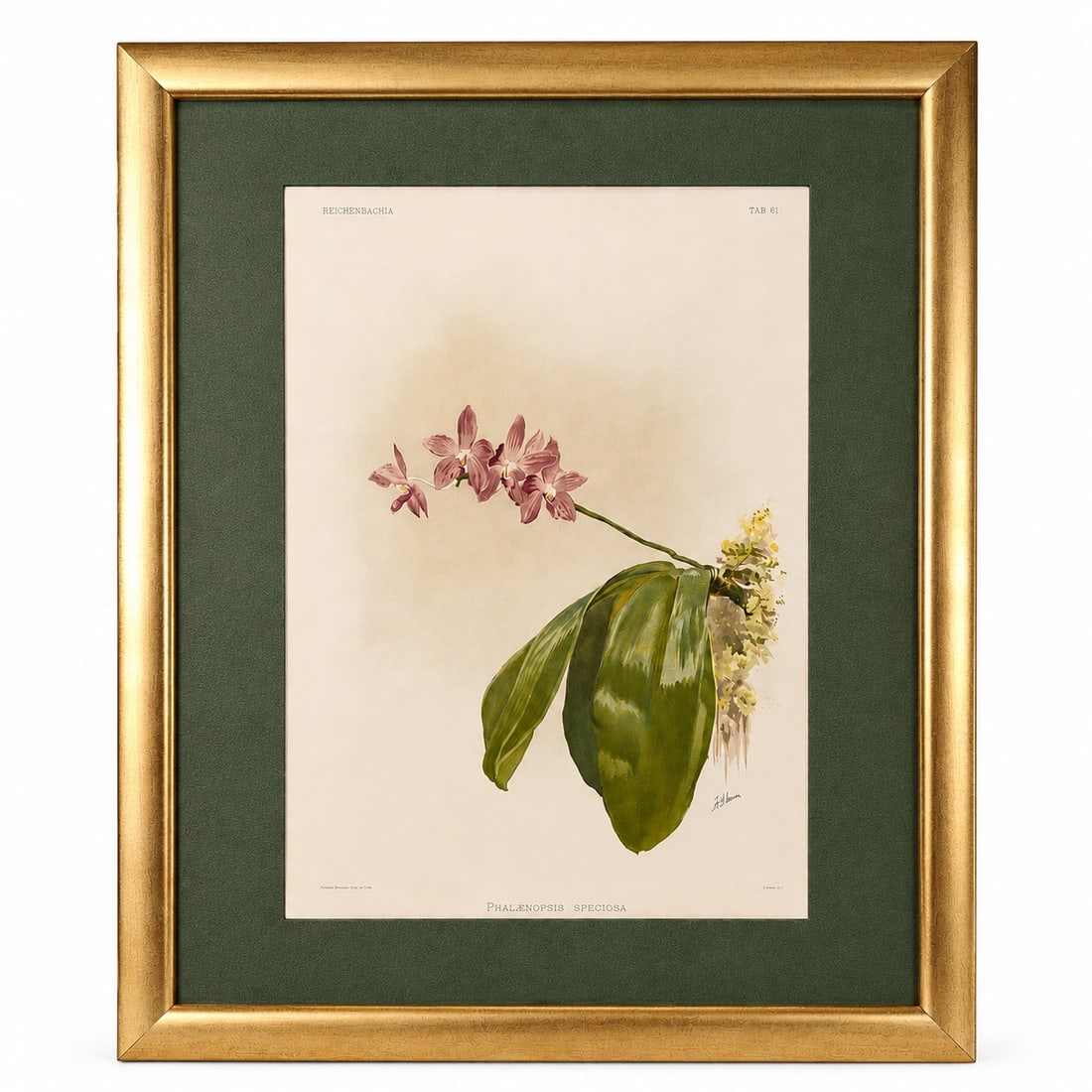 Phalaenopsis Speciosa Orchid By Henry George Moon,Framed: Phalaenopsis Speciosa Orchid By Henry George Moon,Framed (76 cm x 59 x 3 cm including frame)